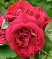 Rosier grandes fleurs rose indien 'Angeline'