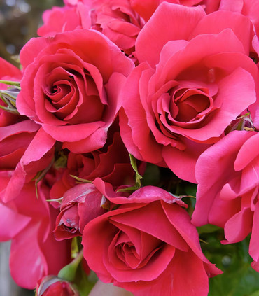 Rosier buisson rose indien 'Angeline' création Dominique Croix