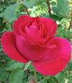 Rose couleur rose indien 'Angeline'