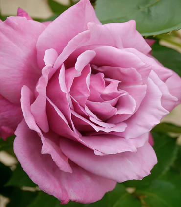 Rose grande fleur 'Sagesse de Lune' création Dominique Croix