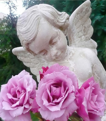 Rosier buisson grandes fleurs 'Sagesse de Lune'