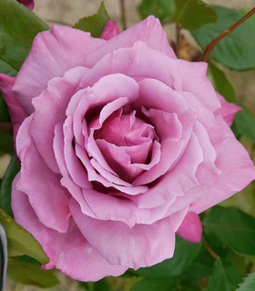 Rosier buisson 'Sagesse de Lune'