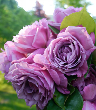 Rose grande fleur 'Sagesse de Lune' couleur parme