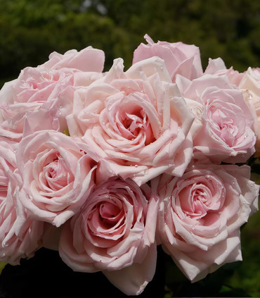 Rosier buisson rose tendre 'Jubilé du puy' parfum intense