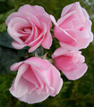 Rosier rose tendre 'Notre-Dame de Sereys'