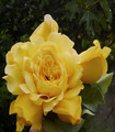 Rosier buisson jaune grandes fleurs 'Université de Saint-Etienne'