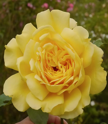 Roses jaune intense 'Université de Saint-Etienne'