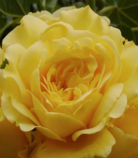 Rosier buisson jaune intense 'Université de Saint-Etienne'