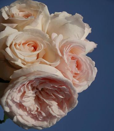 Roses grandes fleurs 'Notre-Dame de Cotignac'