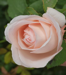 Rosier buisson 'Notre-Dame de Cotignac'