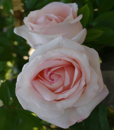 Rosier buisson grandes fleurs 'Notre-Dame de Cotignac'