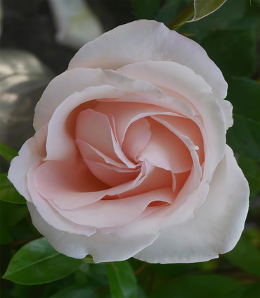 Roses grandes fleurs 'Notre-Dame de Cotignac' création Dominique Croix 2019