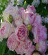 Rosier buisson 'Gérald Van Der Kemp'