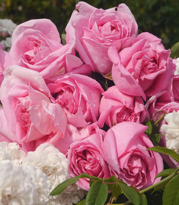 Roses grandes fleurs 'Élise Marc'