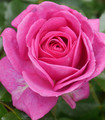 Rosier buisson grandes fleurs parme 'Notre Dame de l'Hermitage'