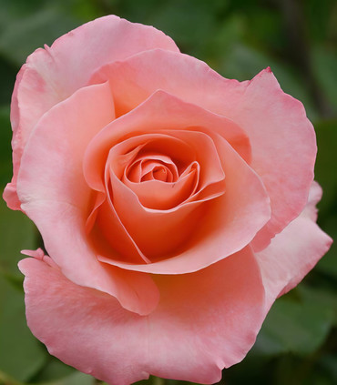 'Anne Talau' rosier grimpant création Dominique Croix