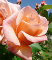 Rose couleur rose tendre 'Anne Talau'