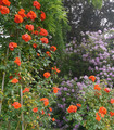 Roses grimpantes rouge lumineuses 'Archange'