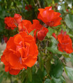 Rose grimpante rouge lumineuse 'Archange'