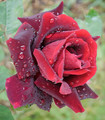 Rosier arbustif rouge velours 'Astral'