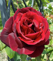 Rose rouge velours 'Astral'