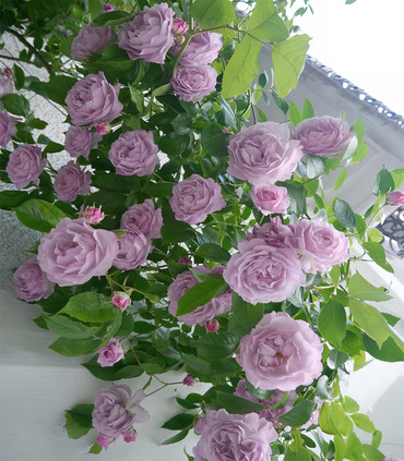 Rosier grimpant 'Déclic' création Paul Croix 1988