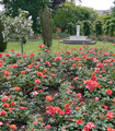 Rosier grimpant rouge orangé 'Feu de joie'