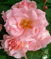 Rosier grimpant rose pâle 'Minouchette'