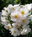 Rosier grimpant rose pâle nacré 'Sourire d'Orchidée'