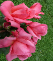 Rosier grimpant arbustif 'Velay-Rose'