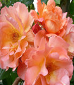 Rosier grimpant 'Westerland' couleur abricot