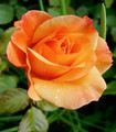 Roses couleur abricot 'Westerland'