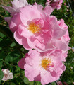 Rosier grimpant arbustif 'Lyric' rose marbré