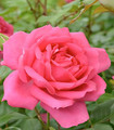 Rosier grimpant rose vermeil 'Pink Cloud'