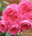 Rosier grimpant arbustif rose vermeil 'Pink Cloud'