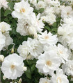 Rosier grimpant blanc pur 'Iceberg'