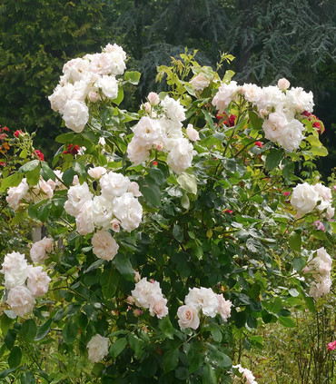 Rosier arbustif 'Pape François'
