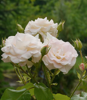 Rosier grimpant 'Pape François'