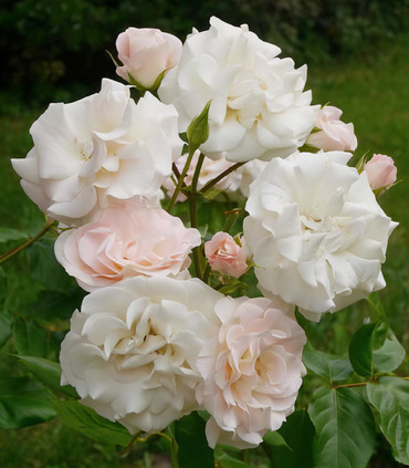 Rose blanche rosé 'Pape françois'