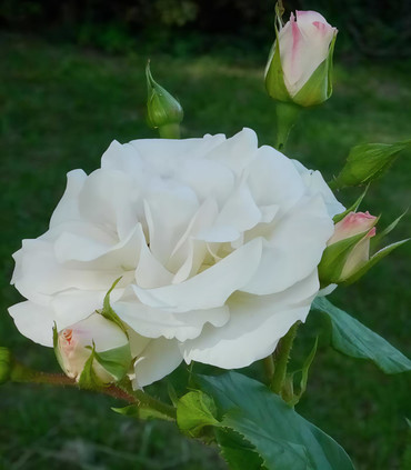 Rose blanche 'Pape François'