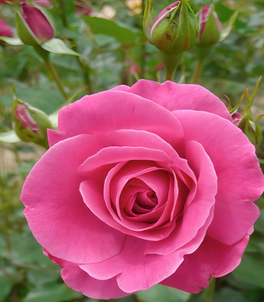 Rosier 'Alice Berthet' rose fuchsia