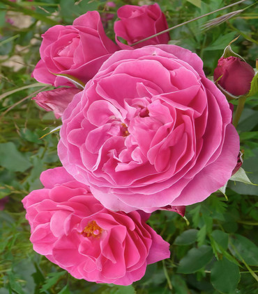 Rose fuchsia 'Alice Berthet'