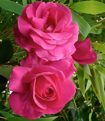 Rosier arbustif 'Alice Berthet'