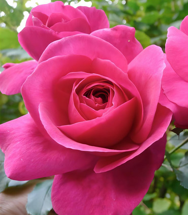 Rosier grimpant arbustif 'Alice Berthet'