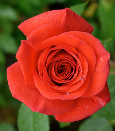 Rose fuchsia 'Dominique'