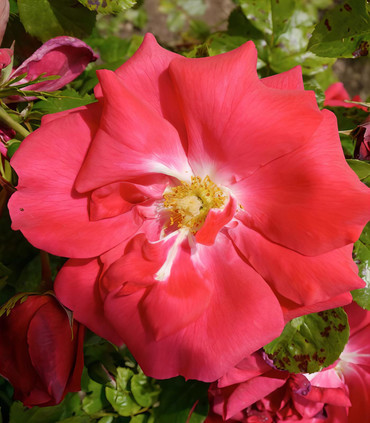 Rosier 'Dominique' création Jacques Ranchon