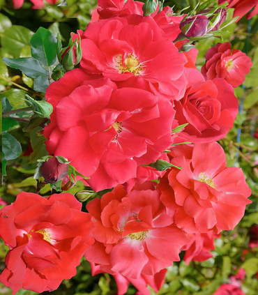 Rosier arbustif  'Dominique'