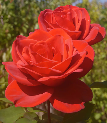 Rosier 'Jacques' création Dominique Croix