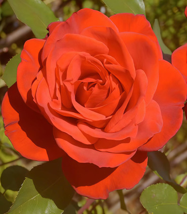 Rosier grimpant 'Jacques'