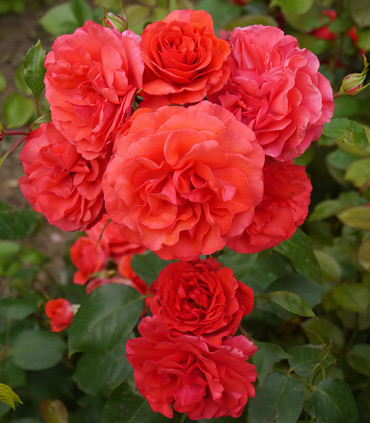 Rosier parfum intense 'Jacques'